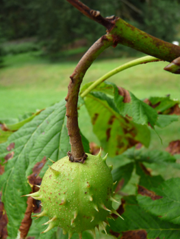 Fruits (marrons) présents dans une bogue souvent très épineuse. Agrandir dans une nouvelle fenêtre (ou onglet)